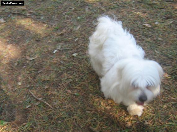 La foto del perro