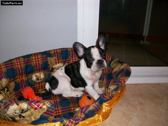 La foto del perro