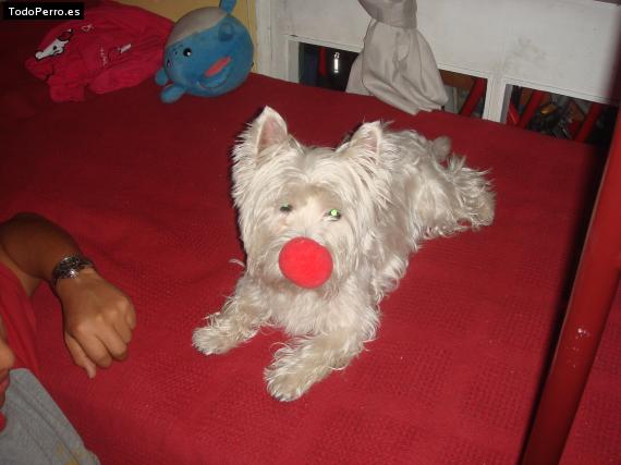 La foto del perro