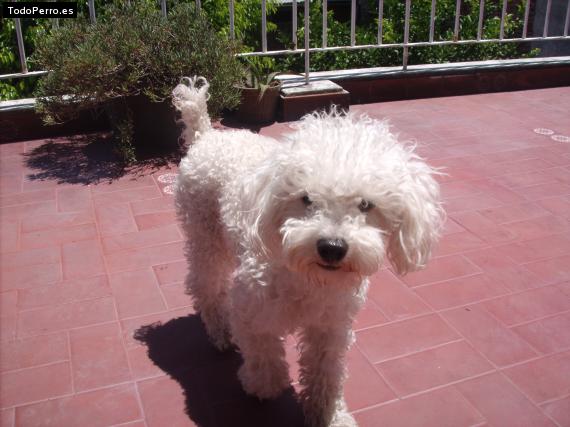 La foto del perro