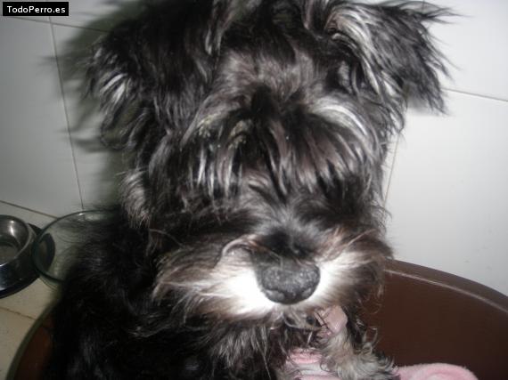 La foto del perro