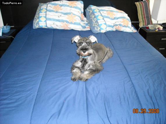 La foto del perro