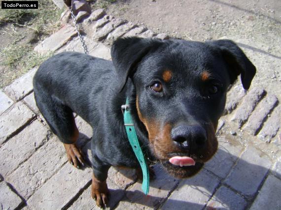 La foto del perro