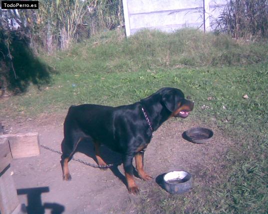 La foto del perro