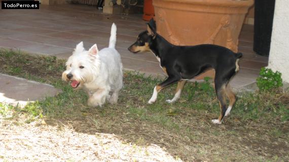La foto del perro
