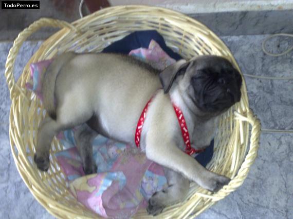 La foto del perro
