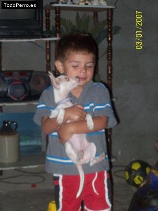 La foto del perro
