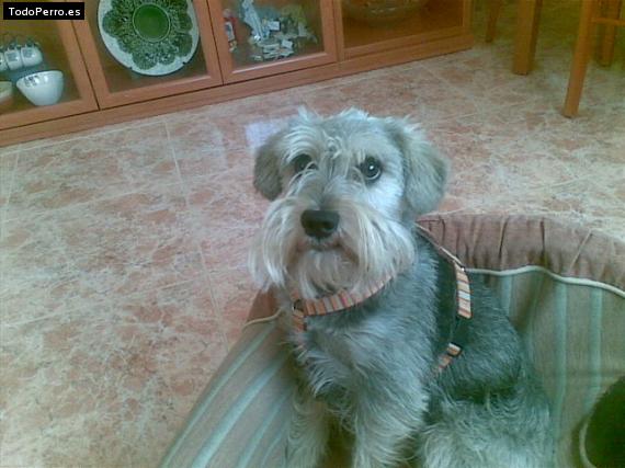 La foto del perro