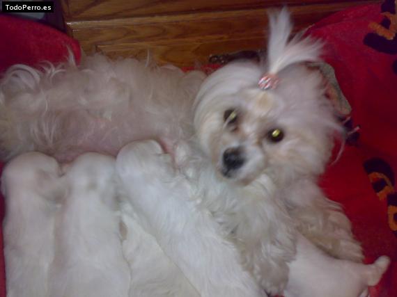 La foto del perro
