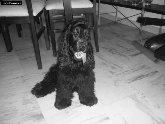 La foto del perro