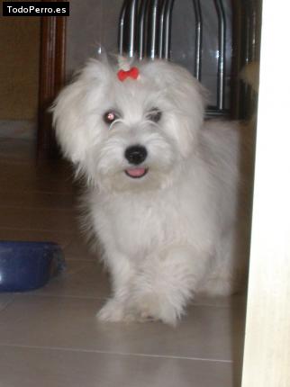 La foto del perro
