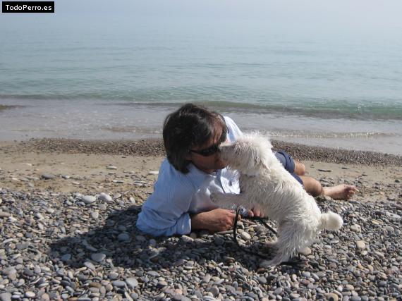 La foto del perro