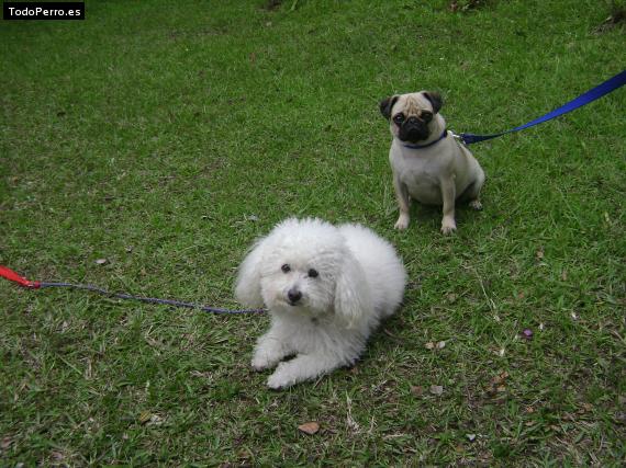 La foto del perro