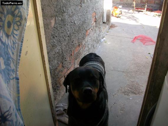La foto del perro