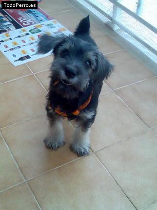 La foto del perro