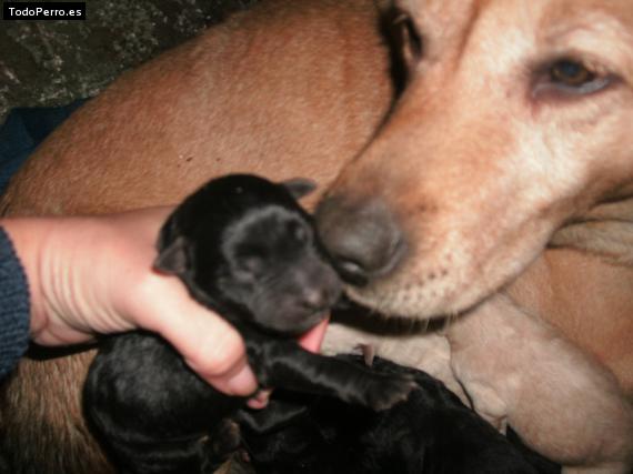 Foto del perro Eddy