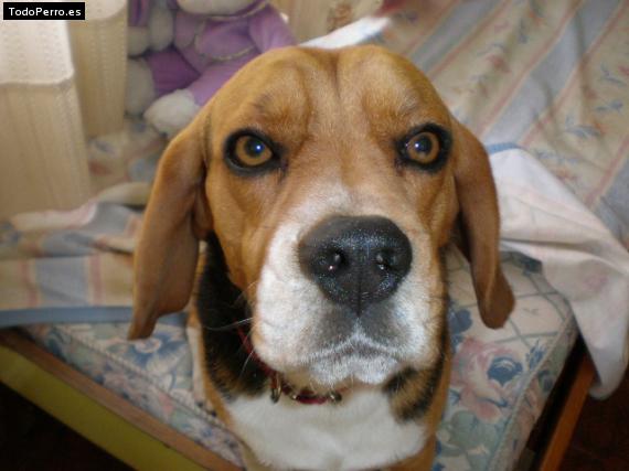 La foto del perro