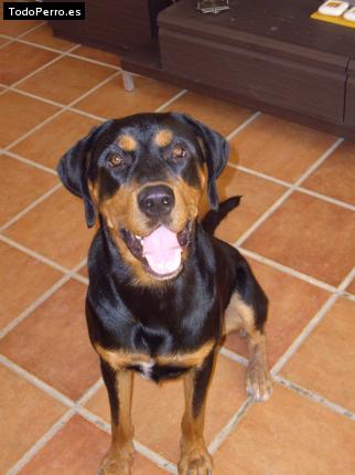 La foto del perro