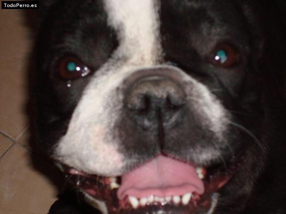 La foto del perro