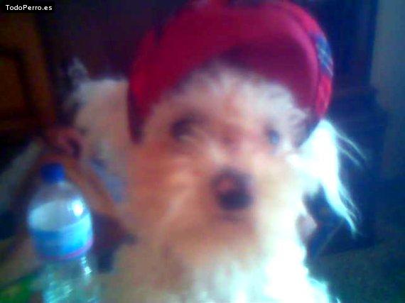 La foto del perro
