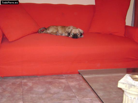 La foto del perro