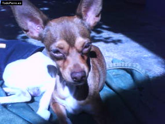 La foto del perro