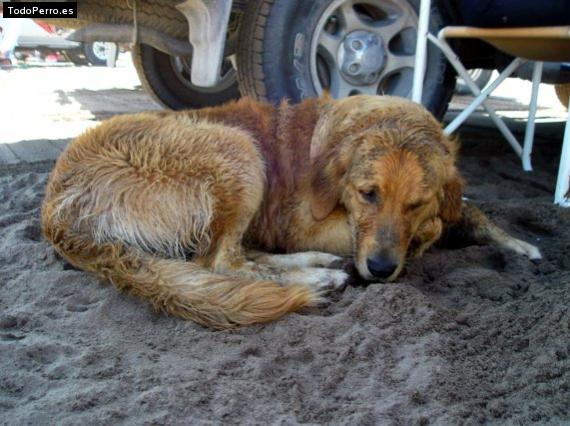La foto del perro