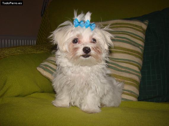 La foto del perro