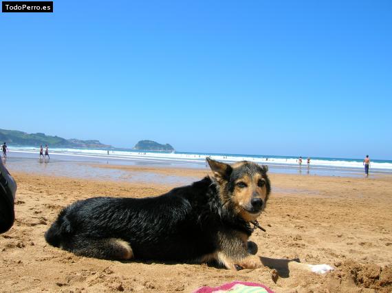 La foto del perro