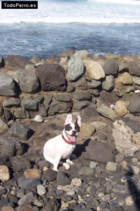 La foto del perro