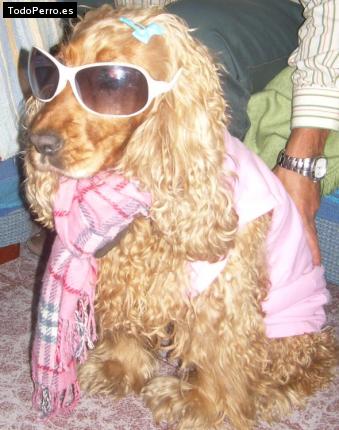 La foto del perro