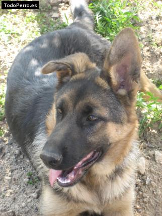 La foto del perro