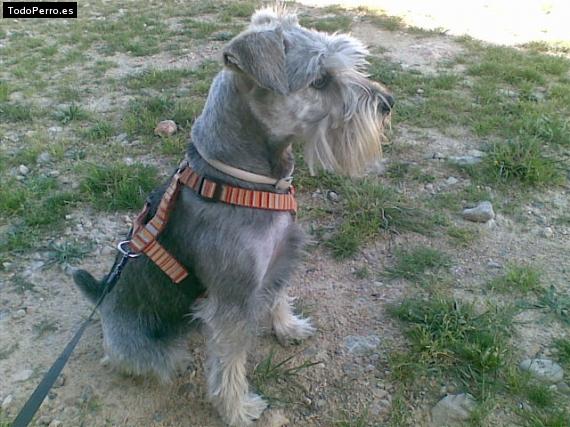 La foto del perro