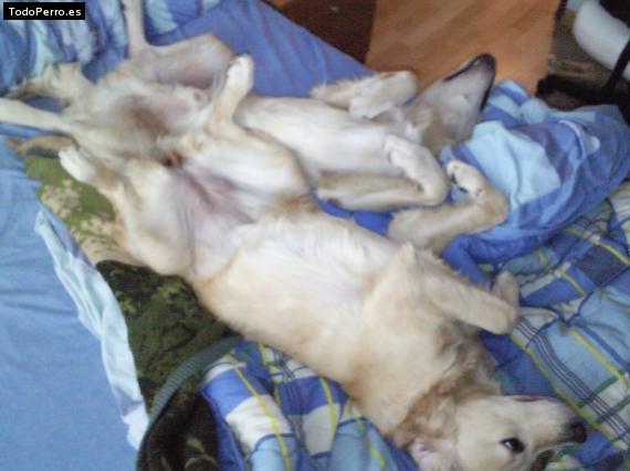 La foto del perro