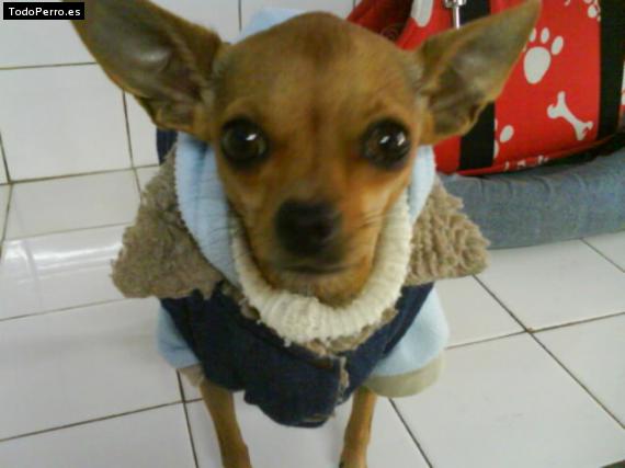La foto del perro