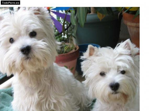 Foto del perro Winston y quka
