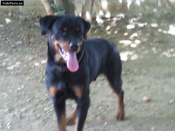 La foto del perro