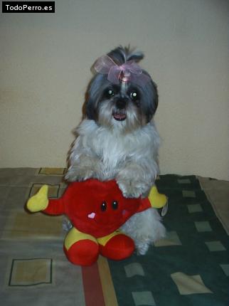 La foto del perro