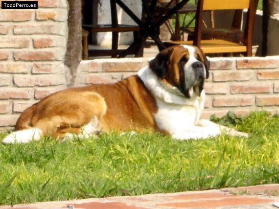 Foto del perro Tom