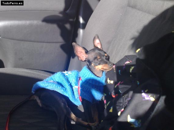 La foto del perro