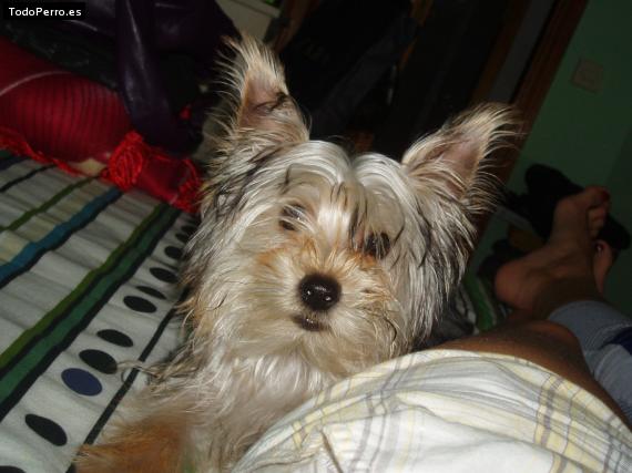 La foto del perro