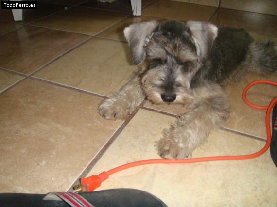 La foto del perro