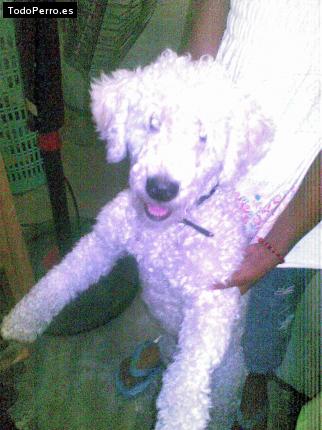 Foto del perro Wualy