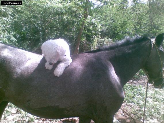 La foto del perro