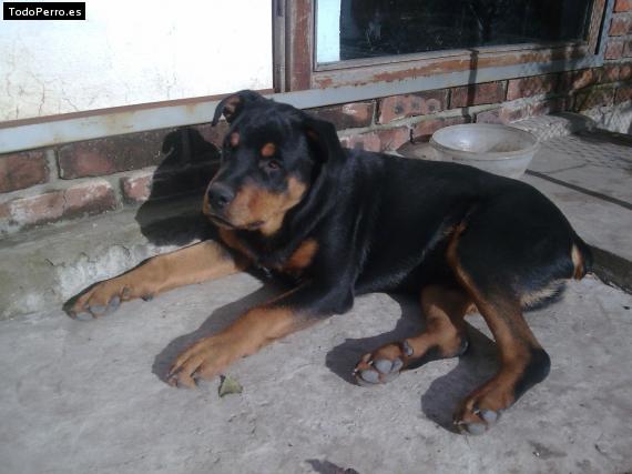 La foto del perro