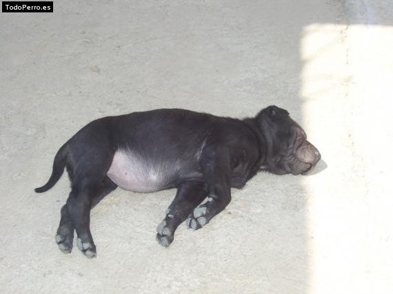 La foto del perro