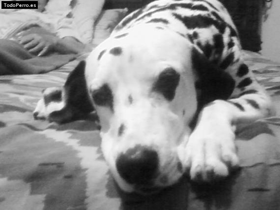 La foto del perro