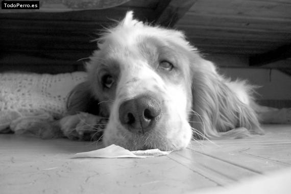 La foto del perro
