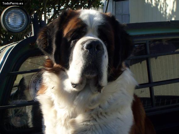 La foto del perro