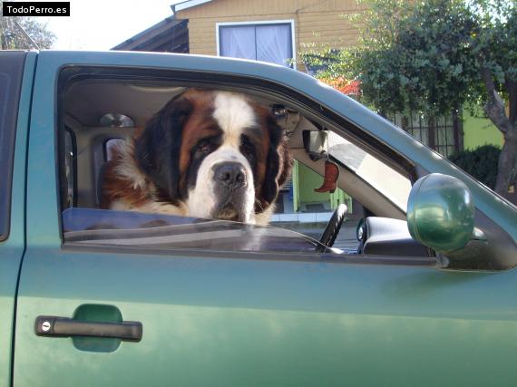 La foto del perro
